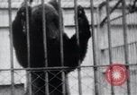 Image of Tokyo Zoo Tokyo Japan, 1937, second 46 stock footage video 65675024844
