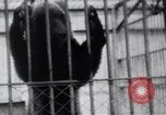 Image of Tokyo Zoo Tokyo Japan, 1937, second 47 stock footage video 65675024844