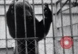 Image of Tokyo Zoo Tokyo Japan, 1937, second 48 stock footage video 65675024844