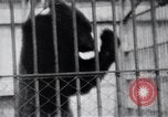 Image of Tokyo Zoo Tokyo Japan, 1937, second 49 stock footage video 65675024844