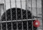 Image of Tokyo Zoo Tokyo Japan, 1937, second 50 stock footage video 65675024844