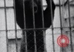 Image of Tokyo Zoo Tokyo Japan, 1937, second 52 stock footage video 65675024844