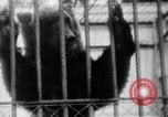 Image of Tokyo Zoo Tokyo Japan, 1937, second 57 stock footage video 65675024844