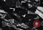Image of Tokyo Zoo Tokyo Japan, 1937, second 61 stock footage video 65675024844
