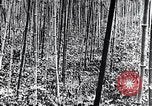 Standbild Inseln Klima Japan, 1936, aus Sekunde 9 historischem Filmmaterial Videoclip 65675024898
