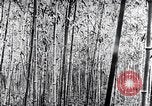 Standbild Inseln Klima Japan, 1936, aus Sekunde 13 historischem Filmmaterial Videoclip 65675024898
