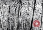 Standbild Inseln Klima Japan, 1936, aus Sekunde 14 historischem Filmmaterial Videoclip 65675024898