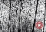 Standbild Inseln Klima Japan, 1936, aus Sekunde 15 historischem Filmmaterial Videoclip 65675024898