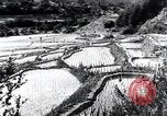 Image of rice fields Japan, 1936, second 18 stock footage video 65675024899