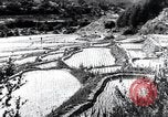 Image of rice fields Japan, 1936, second 19 stock footage video 65675024899