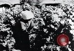 Image of rice fields Japan, 1936, second 45 stock footage video 65675024899
