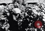 Image of rice fields Japan, 1936, second 46 stock footage video 65675024899