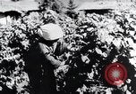 Image of rice fields Japan, 1936, second 47 stock footage video 65675024899