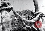 Image of rice fields Japan, 1936, second 62 stock footage video 65675024899