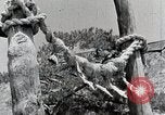 Image Shinto Japon, 1936, de la seconde 26 séquences d'archives historiques vidéo 65675024914