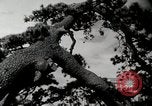 Standbild modernen Gebäuden der Tokyo Japan kurz vor Zweiten Weltkrieg Tokio, Japan, 1939, aus Sekunde 44 historischem Filmmaterial Videoclip 65675024933