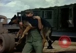 Image of sentry dogs Vietnam, 1965, second 40 stock footage video 65675025024