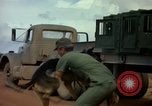 Image of sentry dogs Vietnam, 1965, second 41 stock footage video 65675025024