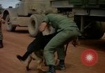 Image of sentry dogs Vietnam, 1965, second 42 stock footage video 65675025024