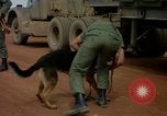 Image of sentry dogs Vietnam, 1965, second 43 stock footage video 65675025024