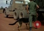 Image of sentry dogs Vietnam, 1965, second 46 stock footage video 65675025024