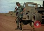 Image of sentry dogs Vietnam, 1965, second 49 stock footage video 65675025024