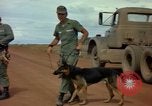 Image of sentry dogs Vietnam, 1965, second 50 stock footage video 65675025024