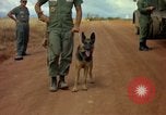 Image of sentry dogs Vietnam, 1965, second 55 stock footage video 65675025024