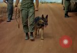 Image of sentry dogs Vietnam, 1965, second 56 stock footage video 65675025024