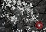 Image of Yasukuni Shrine Japan, 1933, second 4 stock footage video 65675025031
