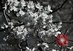 Image of Yasukuni Shrine Japan, 1933, second 5 stock footage video 65675025031