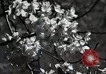 Image of Yasukuni Shrine Japan, 1933, second 7 stock footage video 65675025031