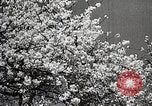 Image of Yasukuni Shrine Japan, 1933, second 12 stock footage video 65675025031