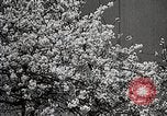 Image of Yasukuni Shrine Japan, 1933, second 14 stock footage video 65675025031