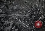 Image of Rural Japan Japan, 1933, second 27 stock footage video 65675025033