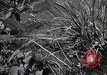 Image of Rural Japan Japan, 1933, second 30 stock footage video 65675025033