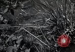 Image of Rural Japan Japan, 1933, second 31 stock footage video 65675025033
