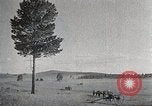 Image of sheep shearing Mongolia, 1932, second 27 stock footage video 65675025067