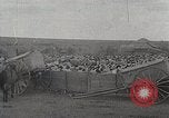 Image of sheep shearing Mongolia, 1932, second 49 stock footage video 65675025067