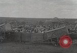 Image of sheep shearing Mongolia, 1932, second 50 stock footage video 65675025067