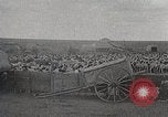 Image of sheep shearing Mongolia, 1932, second 51 stock footage video 65675025067