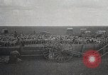 Image of sheep shearing Mongolia, 1932, second 60 stock footage video 65675025067