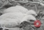 Image of drought scenes in Hailar Mongoia, 1932, second 28 stock footage video 65675025068