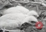 Image of drought scenes in Hailar Mongoia, 1932, second 32 stock footage video 65675025068