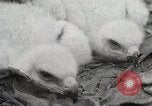 Image of drought scenes in Hailar Mongoia, 1932, second 33 stock footage video 65675025068