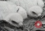Image of drought scenes in Hailar Mongoia, 1932, second 35 stock footage video 65675025068