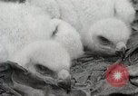 Image of drought scenes in Hailar Mongoia, 1932, second 37 stock footage video 65675025068