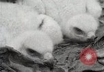 Image of drought scenes in Hailar Mongoia, 1932, second 38 stock footage video 65675025068