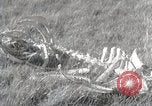Image of drought scenes in Hailar Mongoia, 1932, second 49 stock footage video 65675025068