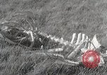 Image of drought scenes in Hailar Mongoia, 1932, second 50 stock footage video 65675025068
